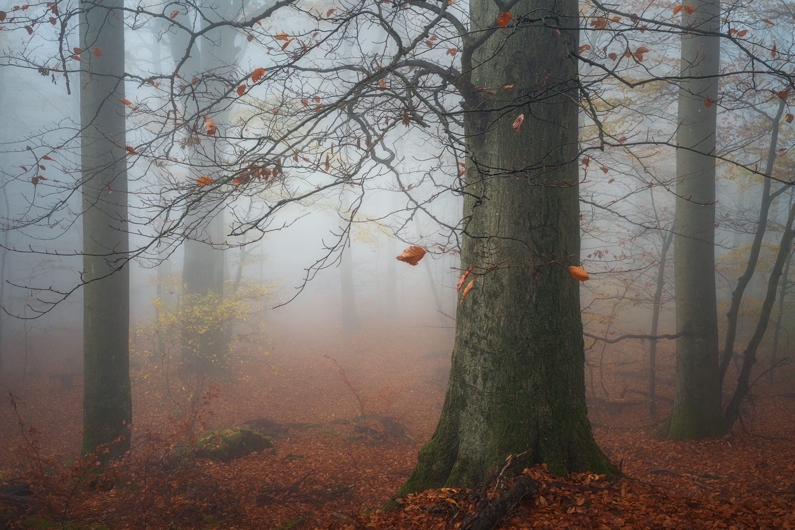 benhoeger_-BeechParty-_2k